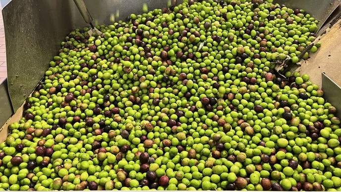 Olio Extravergine di Oliva di Ilbono: storia, tradizione e qualità dell’olio sardo